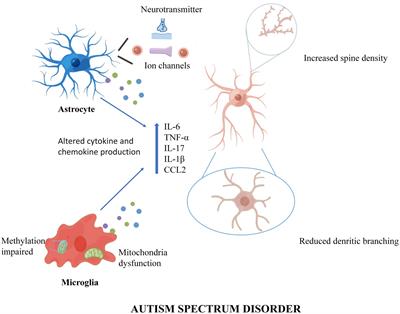 Microglia and astrocytes underlie neuroinflammation and synaptic susceptibility in autism spectrum disorder